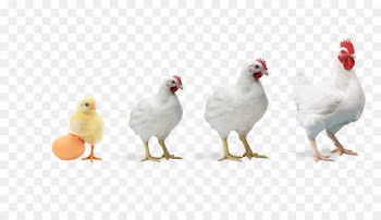 Broiler, Chicken, Poultry Farming, Bird, Vertebrate PNG