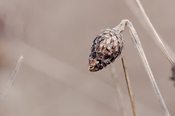Broken Stem In Dry Field