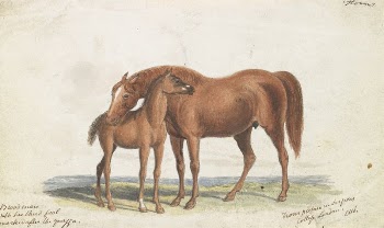 Brood Mare and Third Foal, | Free Photo - rawpixel