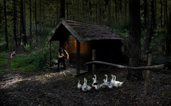Brood of Goose Beside Brown House