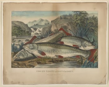Brook trout--just caught between 1856 | Free Photo - rawpixel