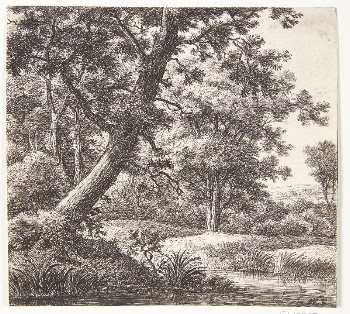 Brook with a leaning tree | Free Photo - rawpixel