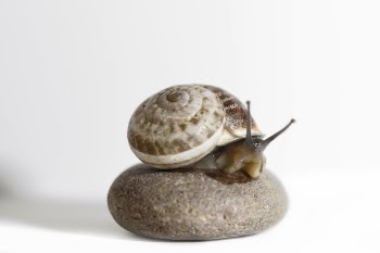 Brow Snail on Stone