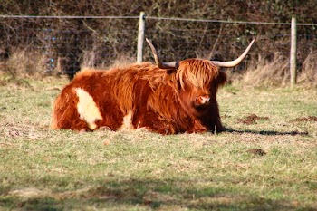 Brown 4-legged Animal