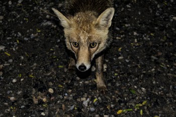 Brown 4-legged Animal