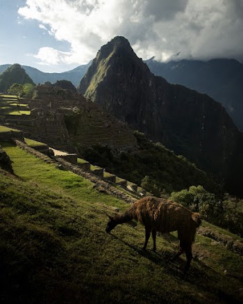 Brown 4-legged Animal Eating Grass Near Mountain