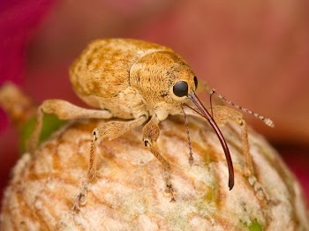Brown 6 Legged Insect on Acorn Cap