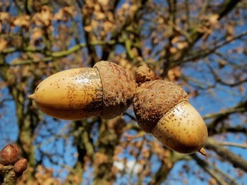Brown Acorn
