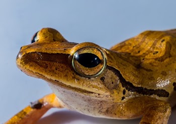 Brown Adn Black Frog
