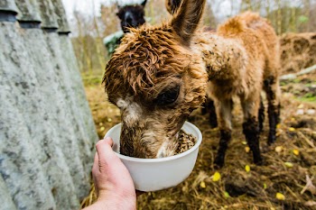 Brown Alpaca