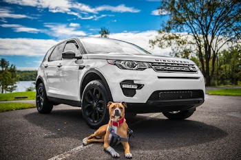 Brown American Pit Bull Terrier and White Suv