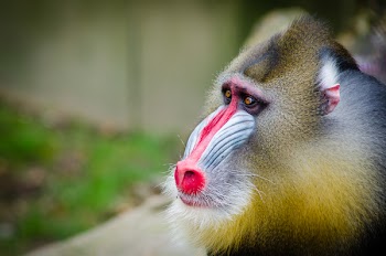 Brown and Beige Baboon