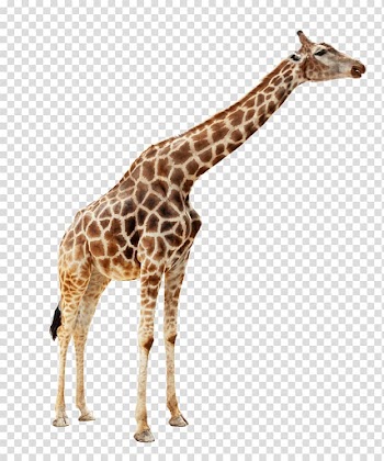 Brown and beige giraffe, Giraffe Duck Mallard Zoo, Animal giraffe transparent background PNG clipart