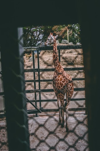 Brown and Beige Giraffe Standing Near Black Metal Fence