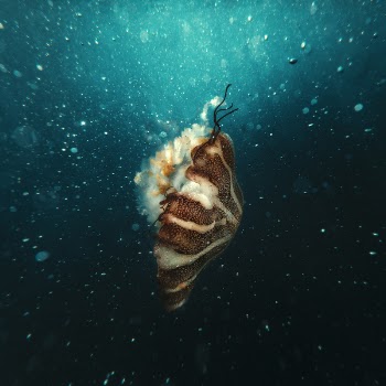 Brown and Beige Jellyfish Underwater Photography
