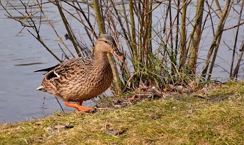 Brown and Beige Mallard Duck Near Body of Water
