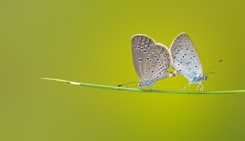 Brown and Black 2 Butterflies on Green Stem