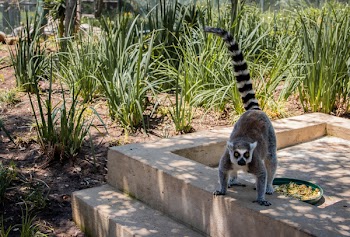 Brown and Black Animal on White Concrete Stair Beside Green Grass