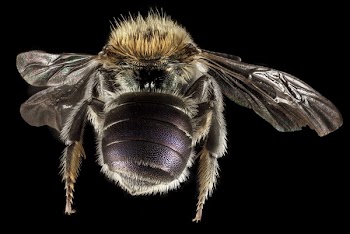 Brown and Black Bee