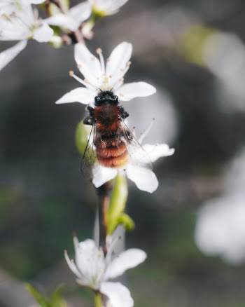 Brown and Black Bee
