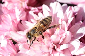 Brown and Black Bee on Pink Petaled Flower