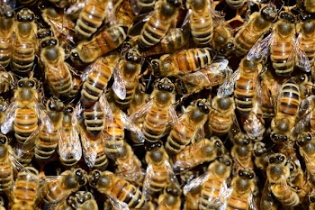 Brown and Black Bees