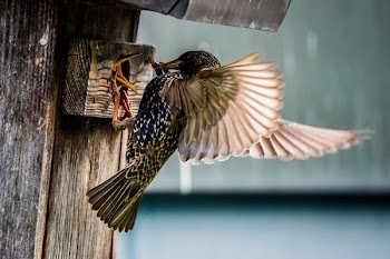 Brown and Black Bird