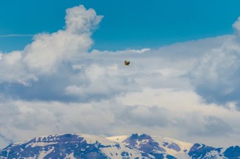 brown and black bird flying over snow-covered mountains under cloudy sky