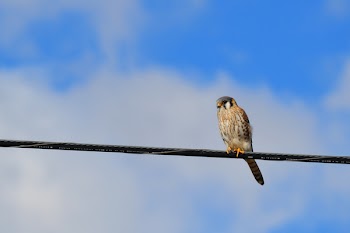 Brown and Black Bird on Black Wire Under White Clouds
