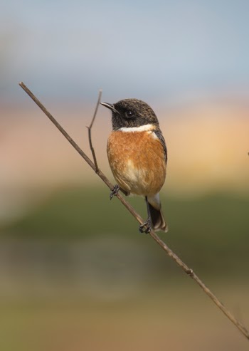 Brown and Black Bird on Brown Tree Branch
