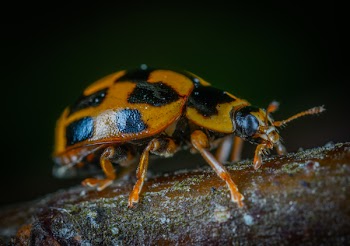 Brown And Black Bug