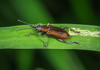 Brown and Black Bug