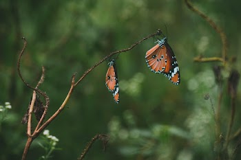 Brown and Black Butterfly