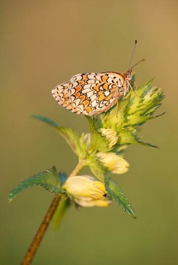 Brown and Black Butterfly on Green Plant during Daytime