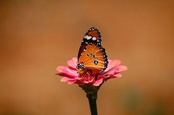 brown and black butterfly on pink flower