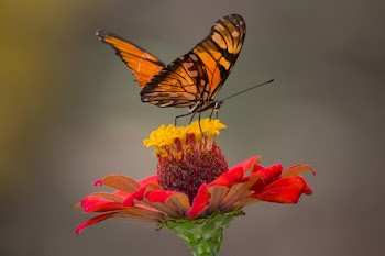 Brown and Black Butterfly Perched on Yellow and Red Petaled Flower Closeup Photography