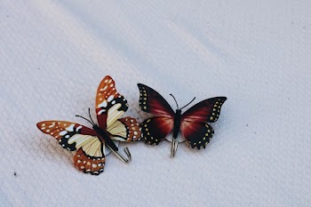 Brown and Black Butterfly Shower Curtain Hooks on White Linen