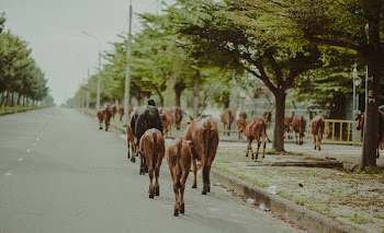 Brown and Black Cattle Walking on Street