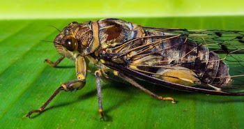 Brown and Black Cicada Perching on Green Leaf