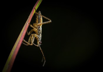 Brown and Black Cricket on Grass