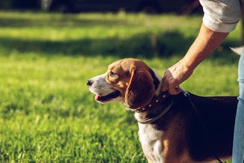 Brown and Black Dog