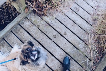 Brown and Black Dog Sitting on Dock While Looking Upwards