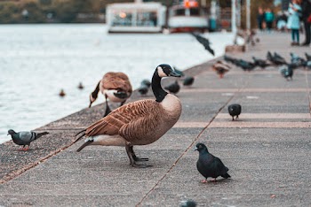 Brown And Black Duck