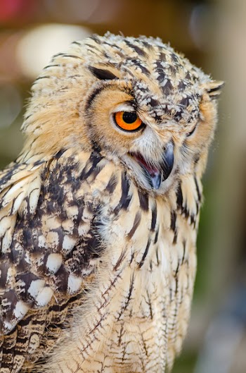 Brown and Black Feather Owl