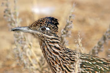 Brown and Black Feathered Bird