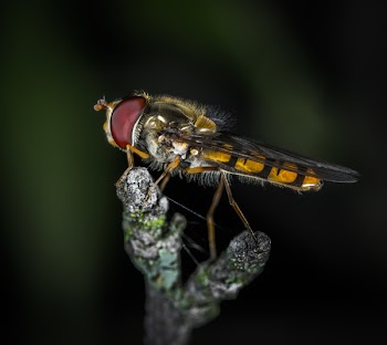 Brown and Black Flies
