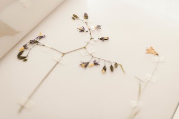 Brown and Black Flower Art on Wall