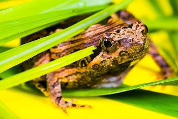 Brown and Black Frog Lying on a Green Leaf