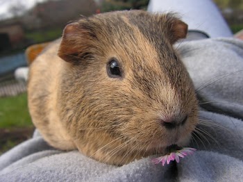 Brown and Black Genie Pig in Gray Textile