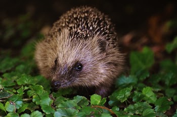 Brown and Black Hedgehog on Grass